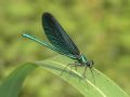 Calopteryx virgo